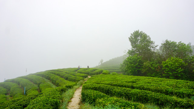 茶园风光