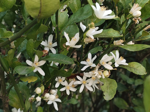 橘子花开