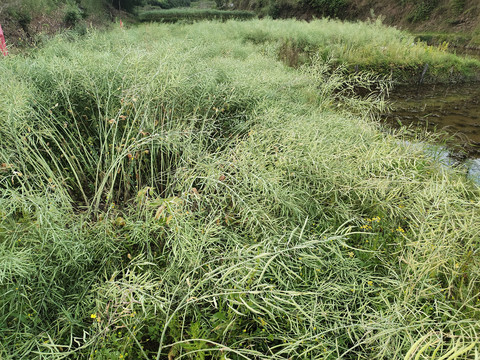 农村油菜荚