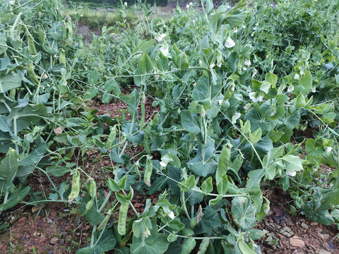 豌豆种植