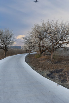 蜿蜒道路盛开梨花