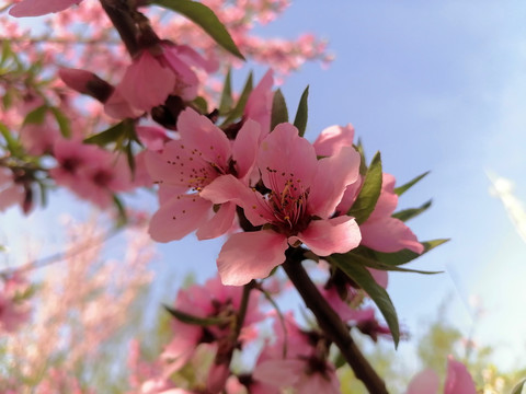 桃花