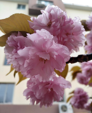 带露水的樱花