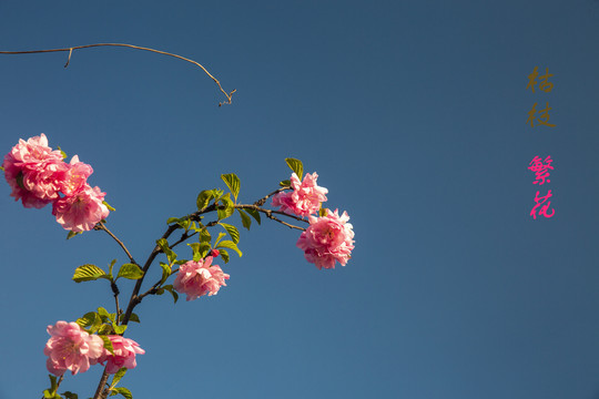 枯枝与繁花