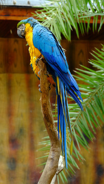 蓝黄金刚鹦鹉