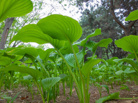 春天公园绿色植物玉簪