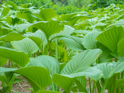 春天公园绿色植物玉簪