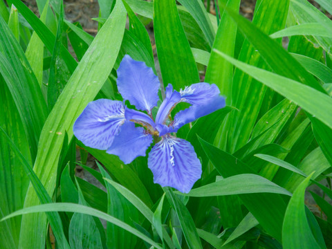 春天的紫蝴蝶鸢尾花