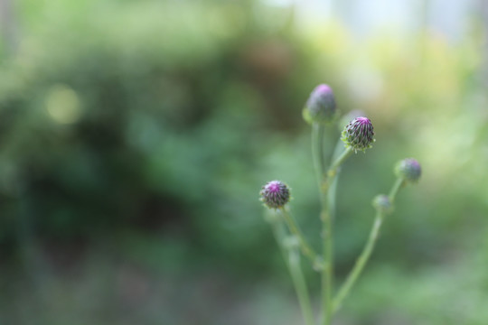 泥胡菜的花小清新的小野花