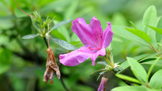 杜鹃花