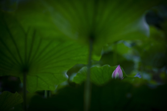 唯美荷花