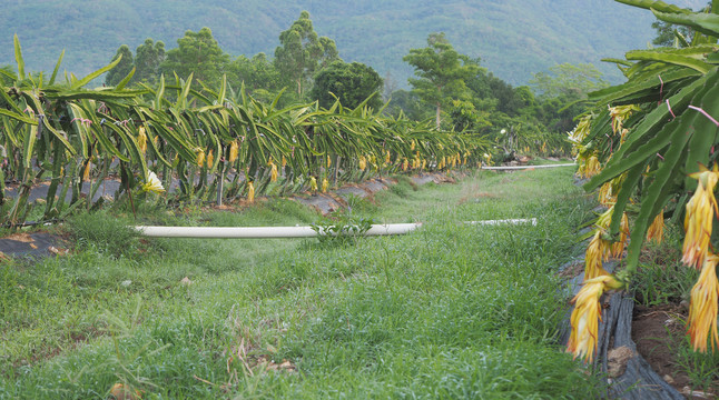 火龙果基地