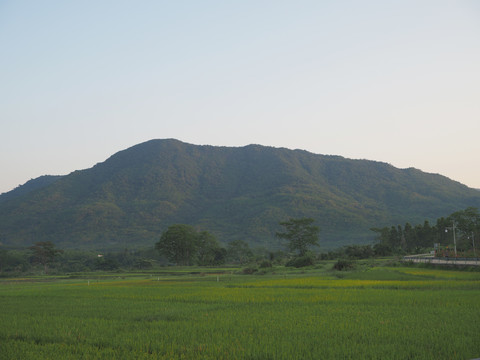 稻田美景