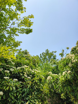 石楠树景观树