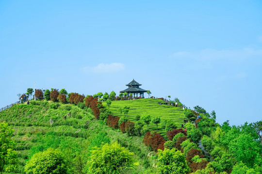 山坡茶园翠绿景观