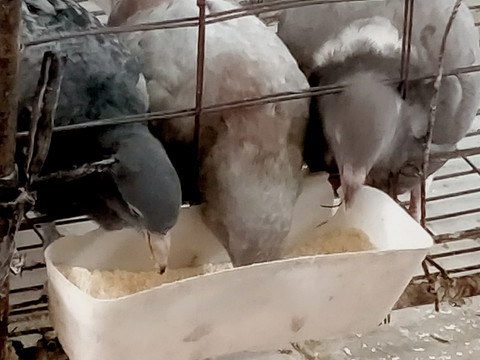 鸽子吃食