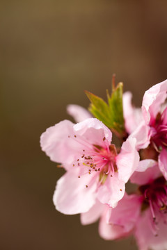 桃花花蕾