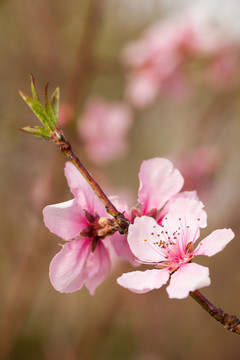 桃花花蕾