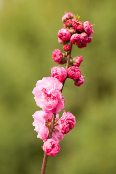 粉色桃花