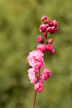 粉色桃花