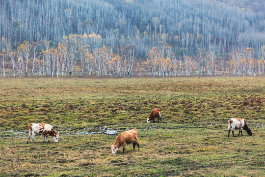 秋季草原湿地牛群森林
