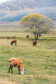 秋季草原一棵树牛群