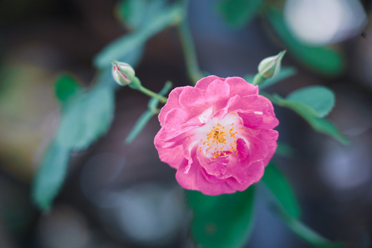 鲜花背景