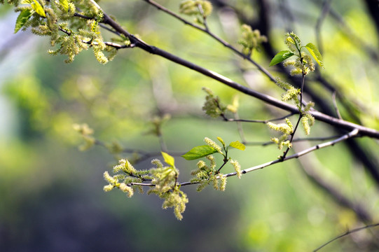 桑树开花