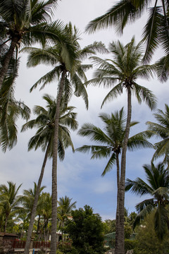 三亚海边椰子树