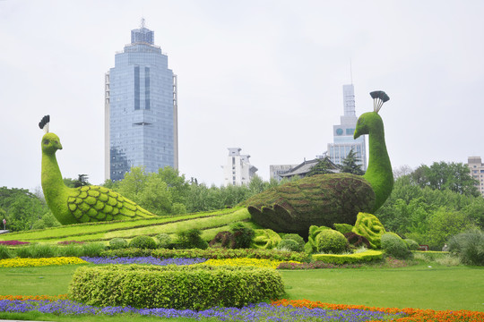 孔雀植物造型花坛