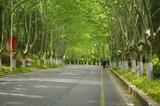 春天的法桐路