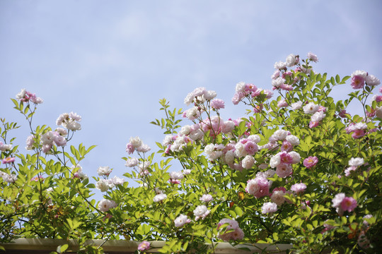 蔷薇花开