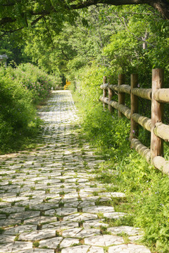 清新田园小路