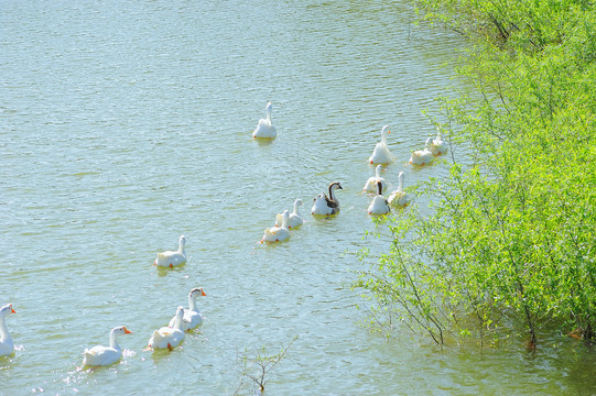 池塘里的鹅群