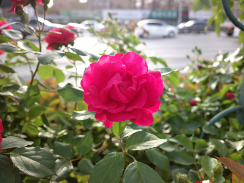 月季花