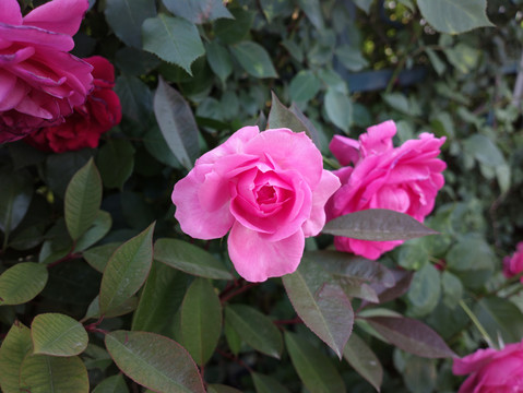 月季花