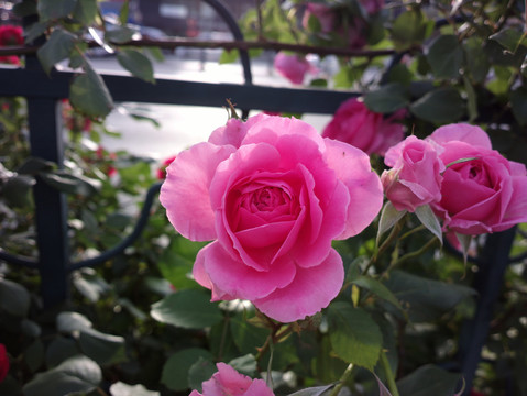 月季花