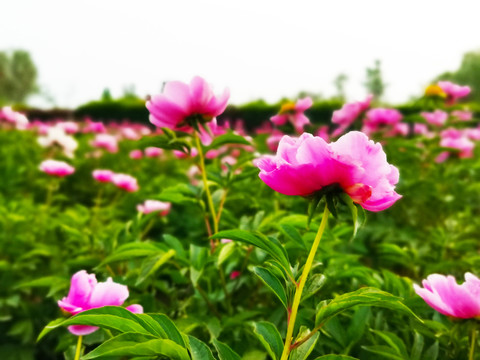 粉色芍药