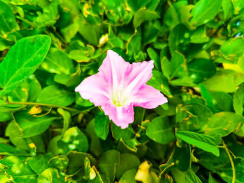 打碗花高清特写