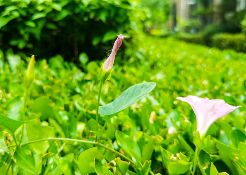 喇叭鲜花特写