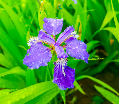 雨中的紫色鸢尾花