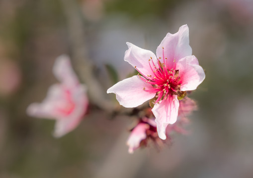 桃花