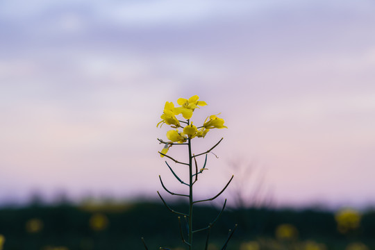 一支油菜花