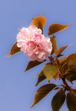 樱花