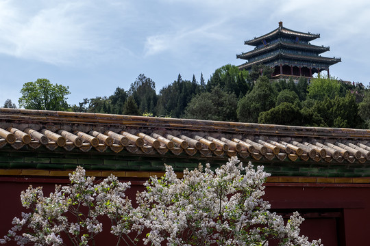 北京景山公园牡丹花