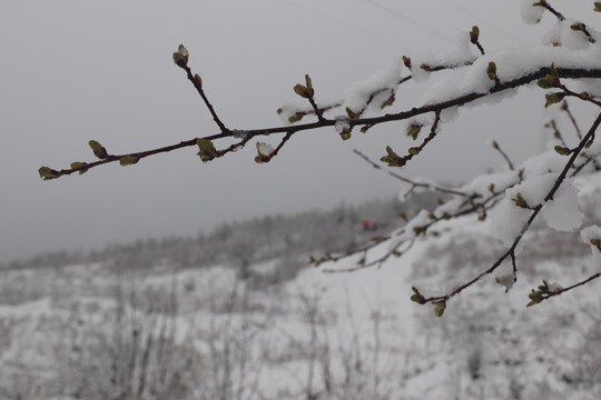 春雪