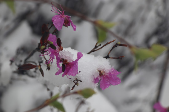 春雪中的杜鹃花