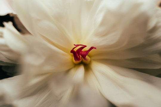 花卉特写