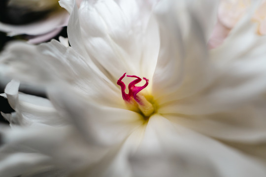 花卉特写