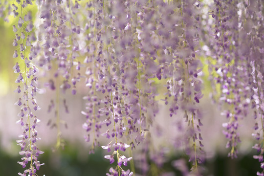 紫藤花